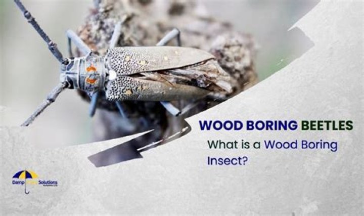 What is a boring animal?