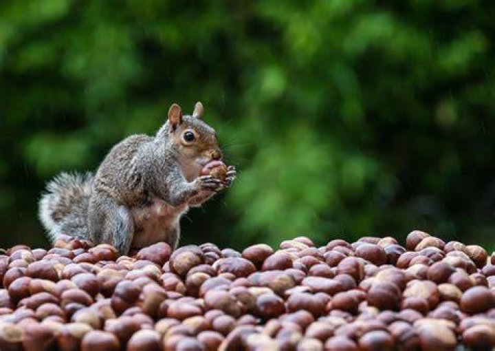 What is a squirrel's favorite human food?