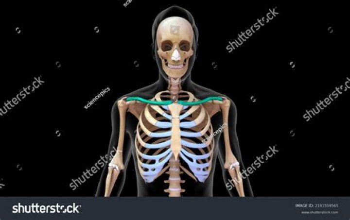 What is beauty bone clavicle?