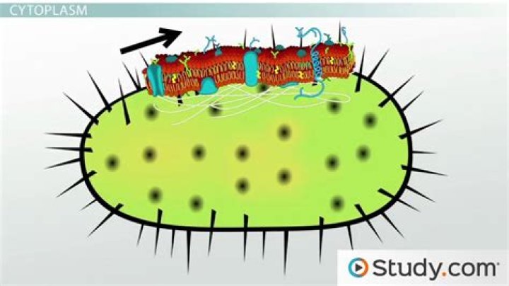 What is cytoplasmic membrane in bacteria?