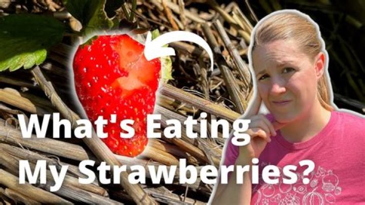 What is eating my strawberries at night?