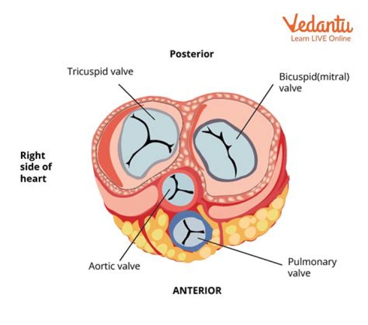 What is it called when your organs start shutting down?