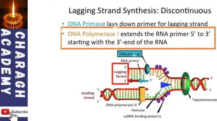 What is meant by the lagging strand and why does that occur?