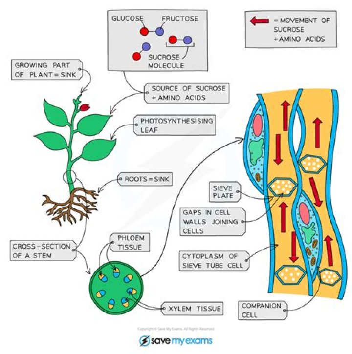 What is meant by the term translocation?