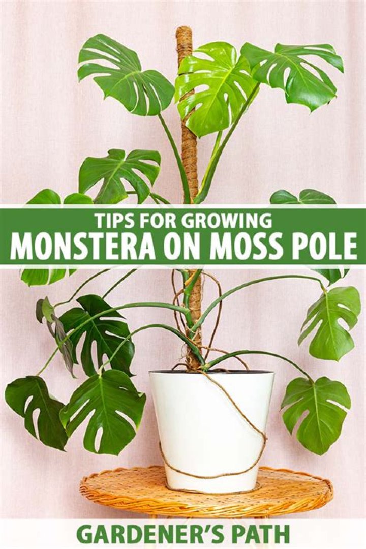 What is the best pole for monstera?