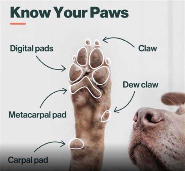 What is the extra pad on a dog paw?