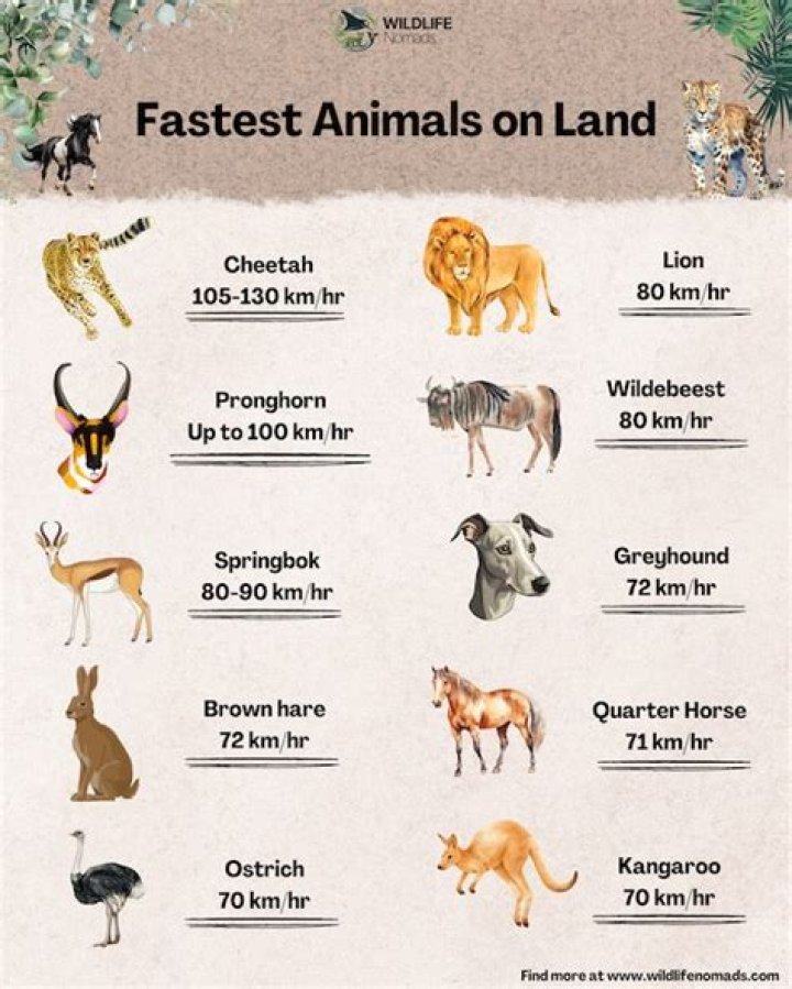 What is the fastest hamster?