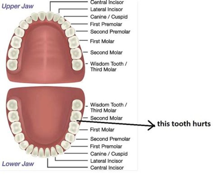 What is the last teeth called?
