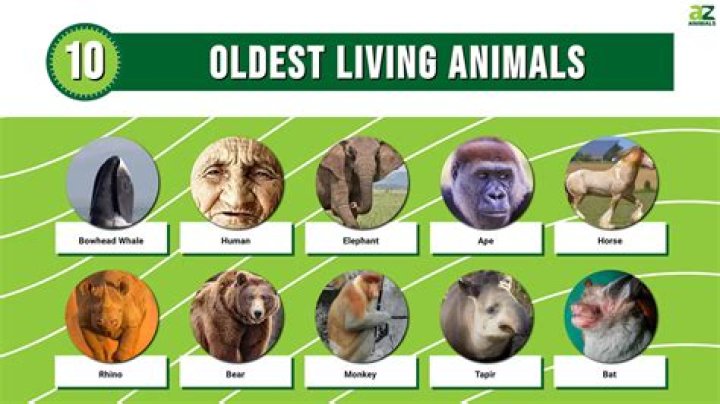 What is the oldest animal alive?