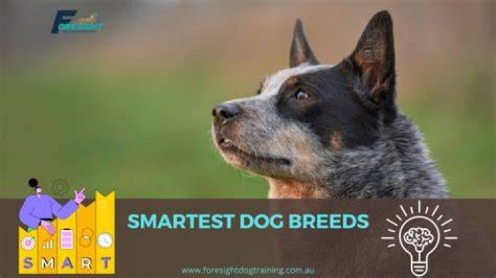 What is the smartest mixed breed dog?