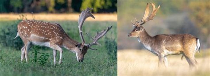 What kind of deer are in France?