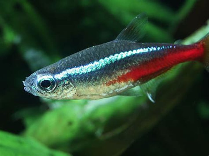 What kind of fish is engawa?