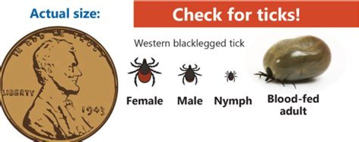 What percentage of ticks carry Lyme?