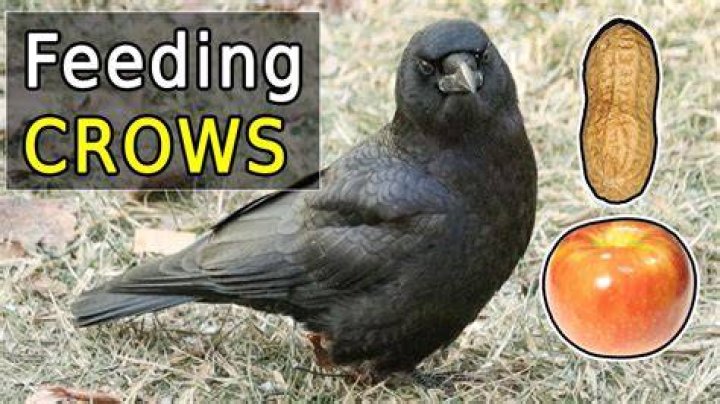 What should I feed crows?