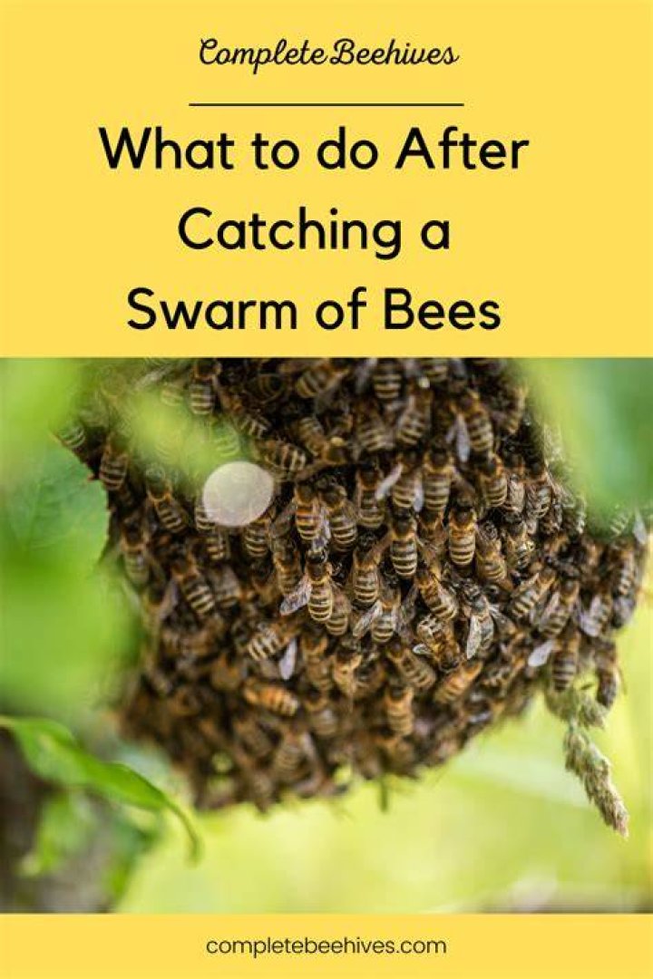 What to do after swarming bees?