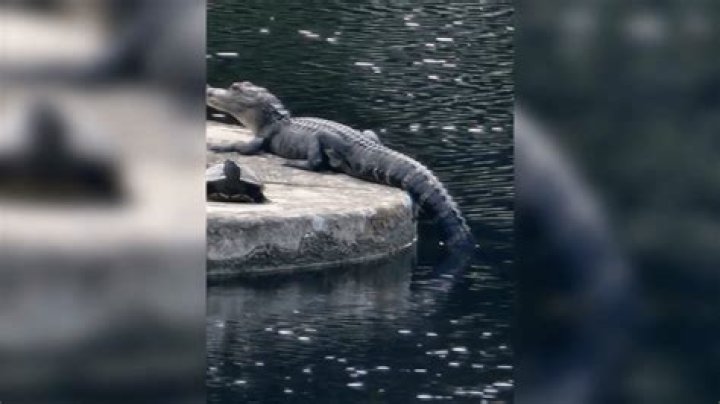 What to do if alligator grabs you?