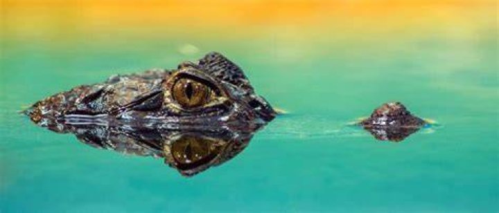 What to do if you see an alligator while kayaking?