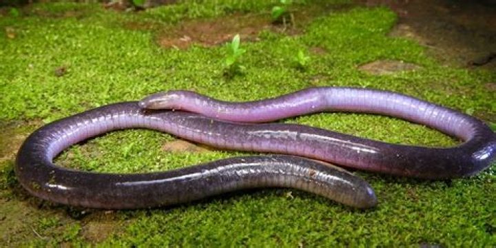What type of animal is a caecilian?