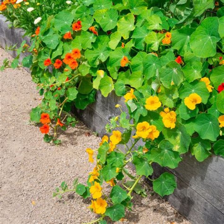 When should I buy nasturtiums?