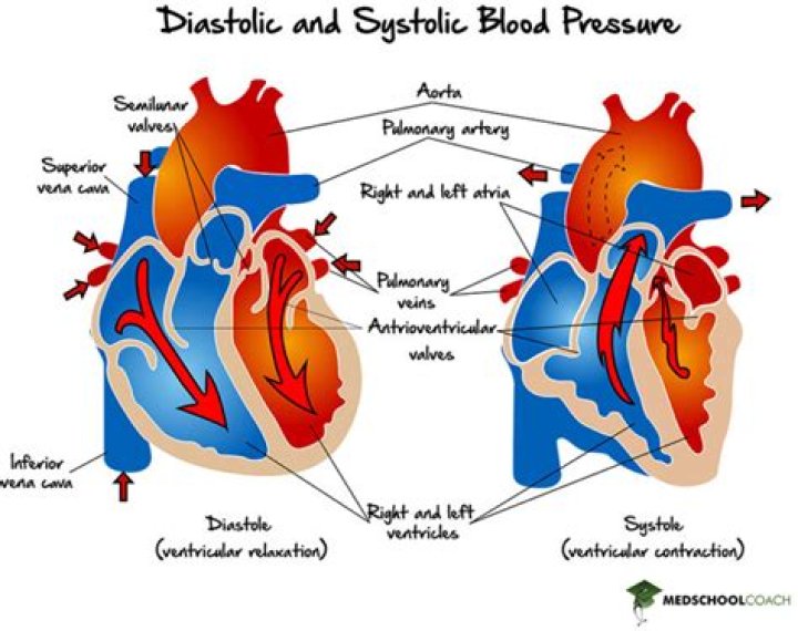 When taking a blood pressure The systolic pressure is the pressure reading when the?
