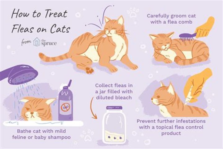 Where do fleas hide on cats?