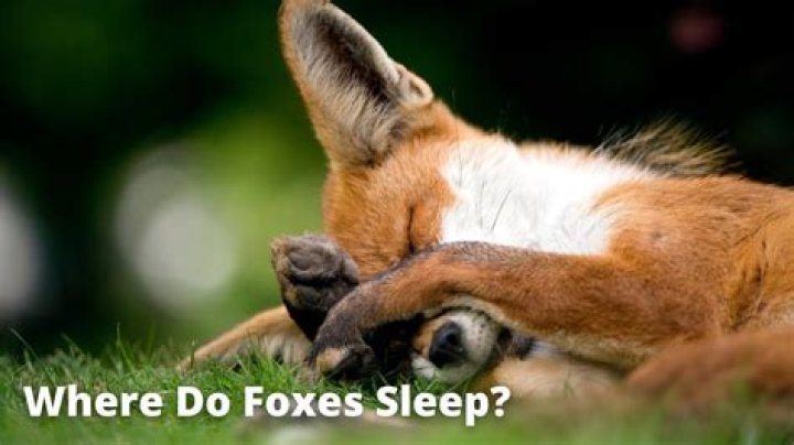 Where do foxes sleep at night?