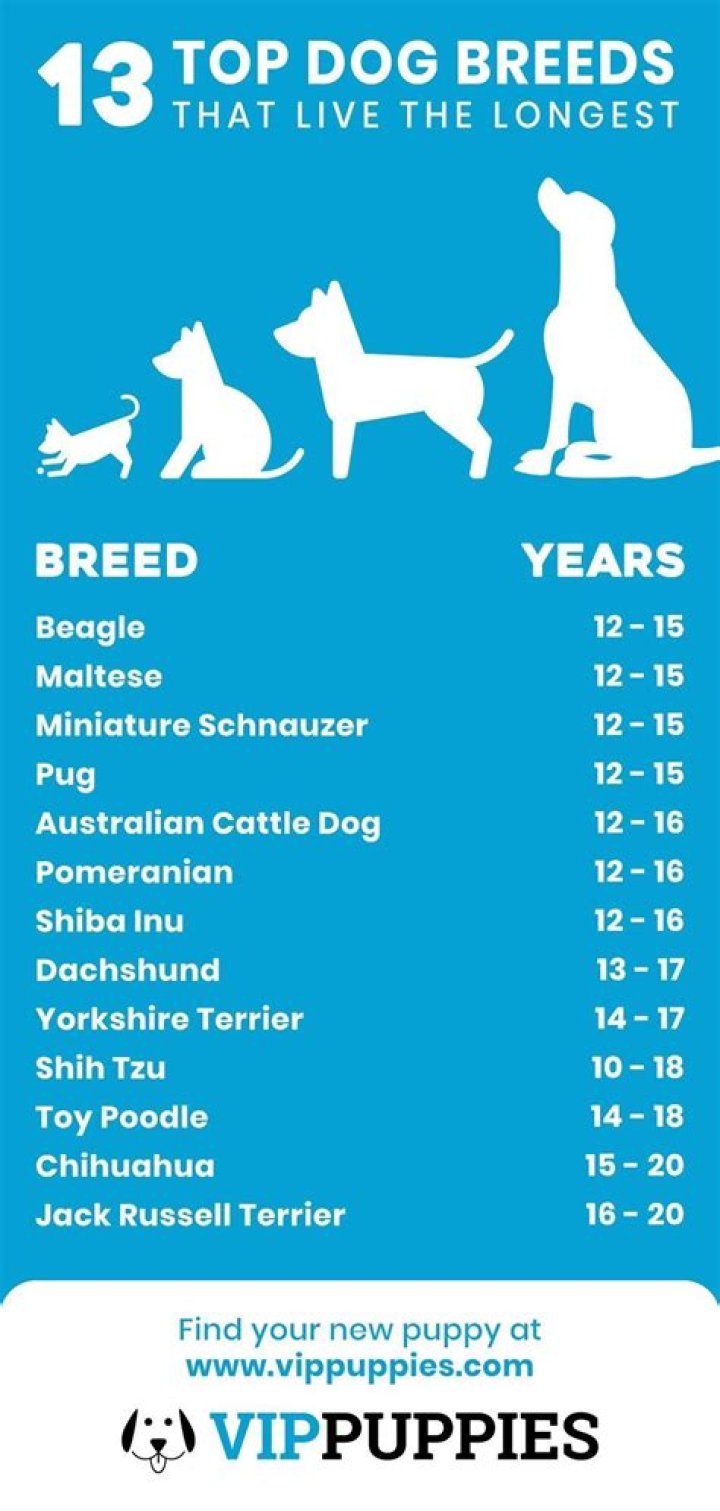Which dog breed lives the longest?