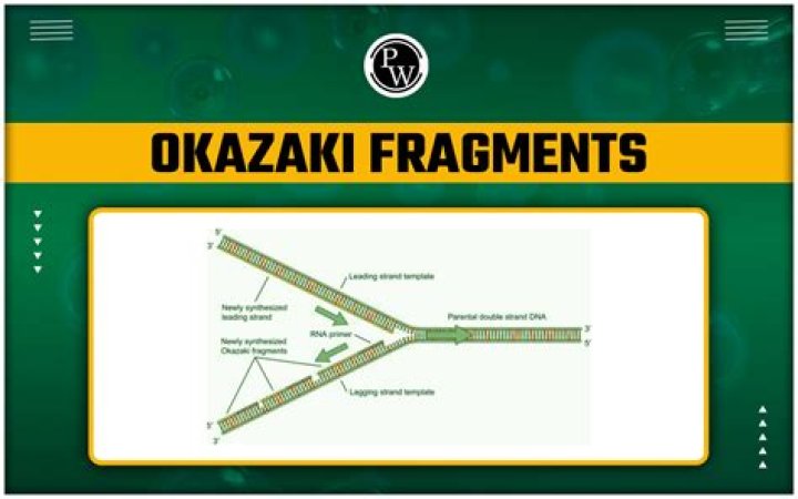 Who are Okazaki fragments named after?