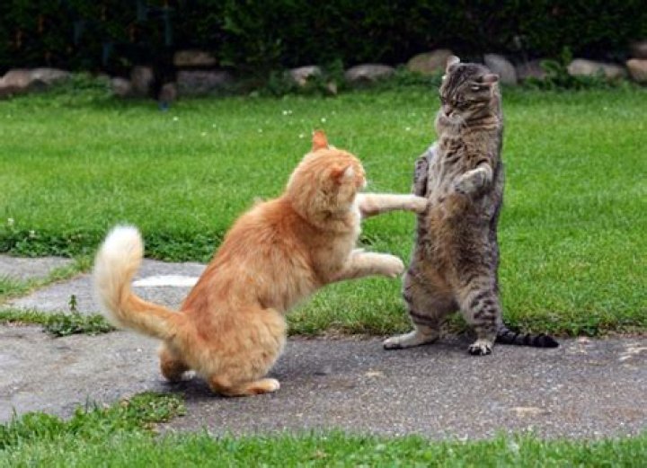 Who fights more cats or dogs?