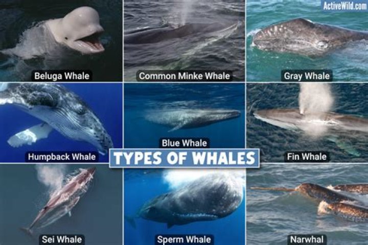Who is the most famous whale?