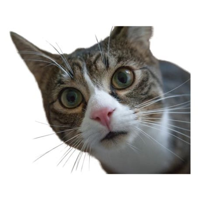 Who is the strongest cat?