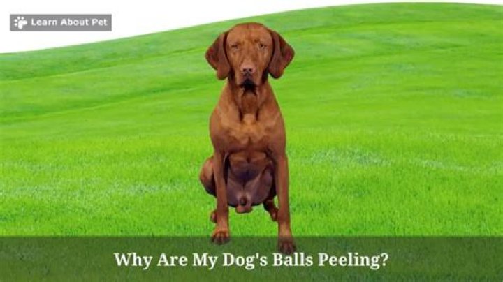 Why are my dogs balls scabby?