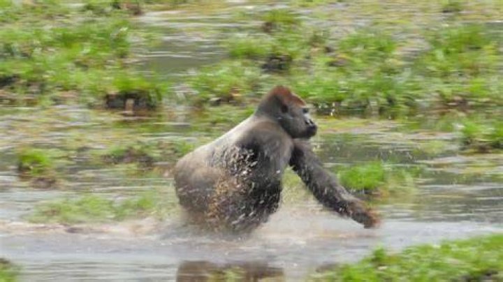 Why can't gorillas swim?