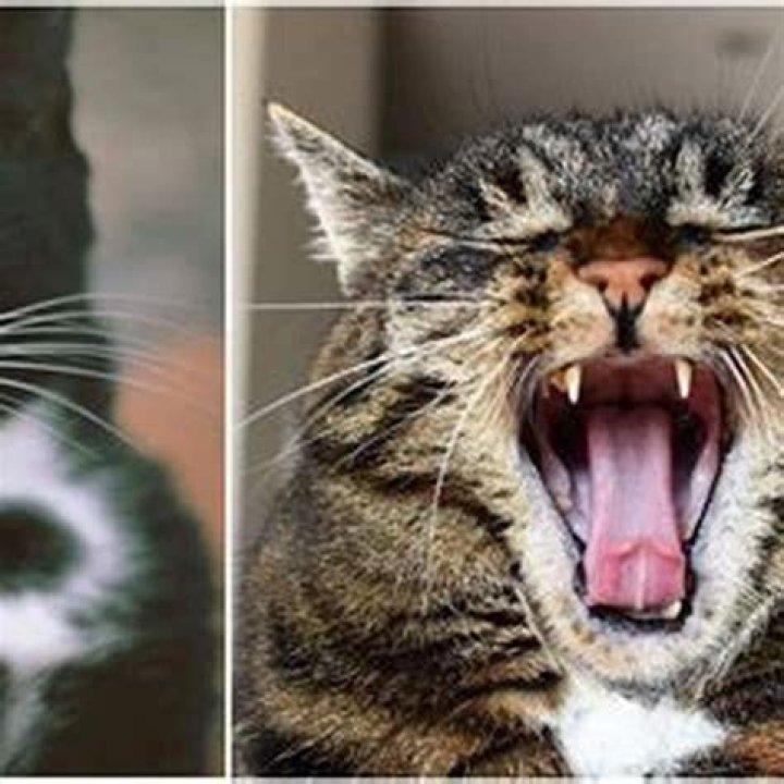 Why do cats put their hand on your mouth?