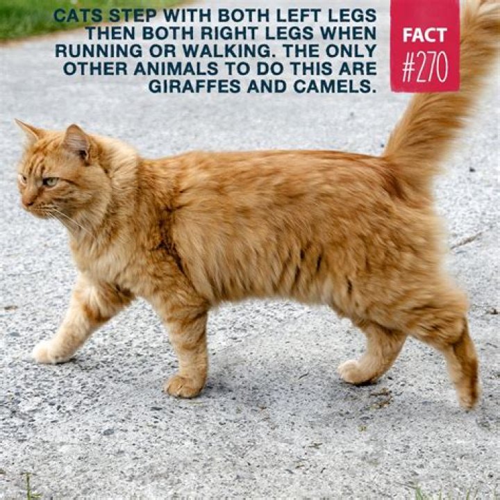 Why do cats walk around your legs?