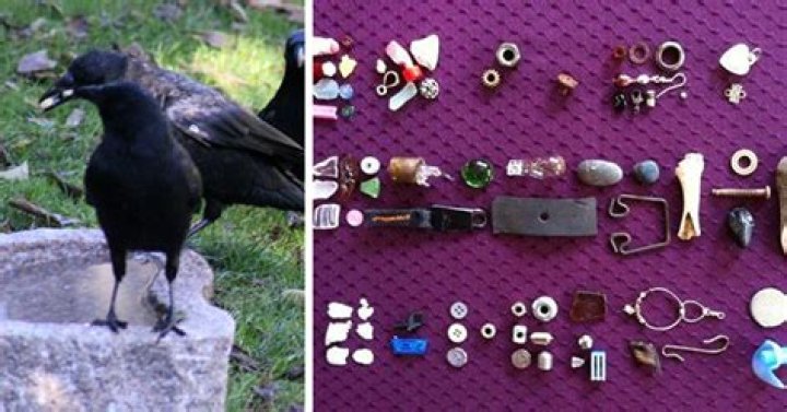 Why do crows leave gifts?