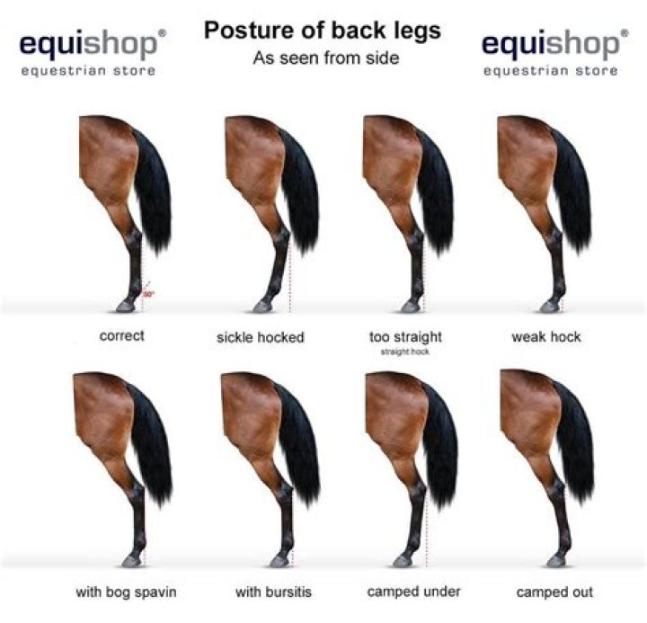Why do horses stand in the corner?