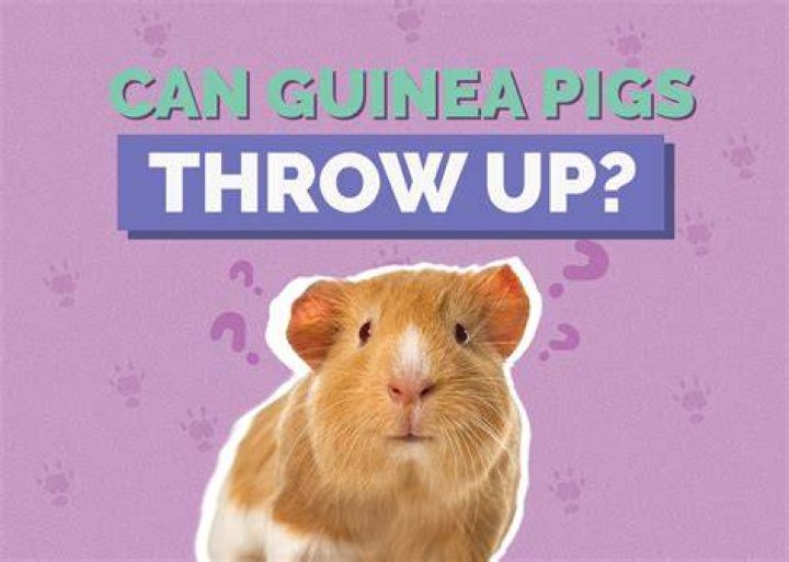 Why do pigs throw up?