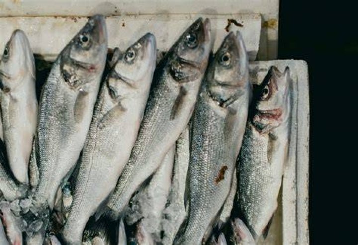 Why does my AC smell like fish?