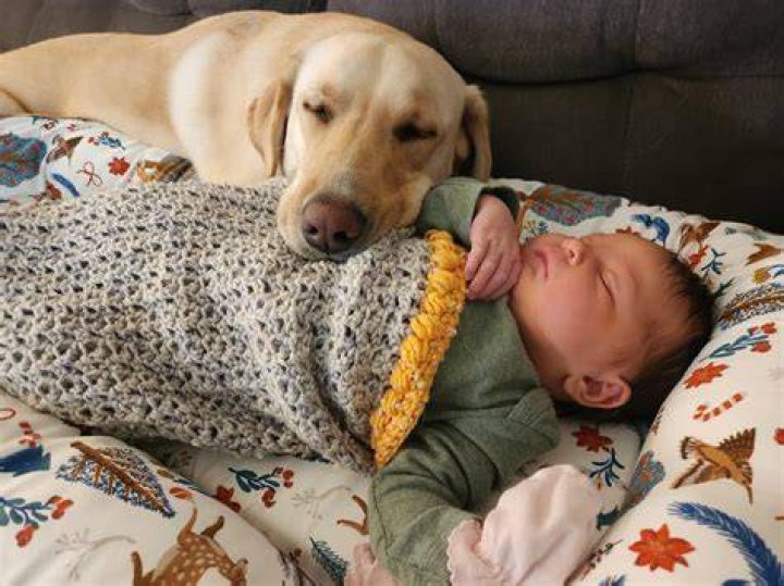 Why does my dog sleep in my babies room?