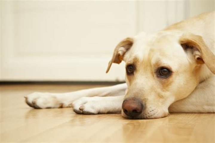 Why elderly should not get a puppy?