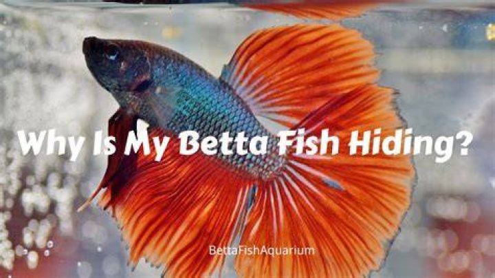 Why is my betta hiding and not swimming?