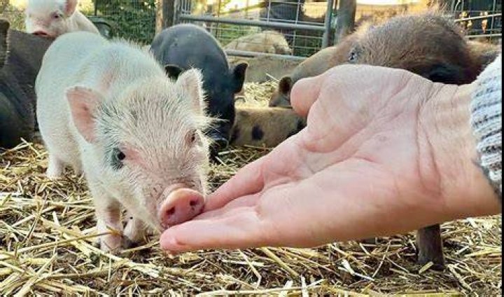 Why is my mini pig shaking?