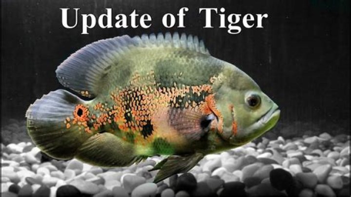 Why is my Tiger Oscar turning white?