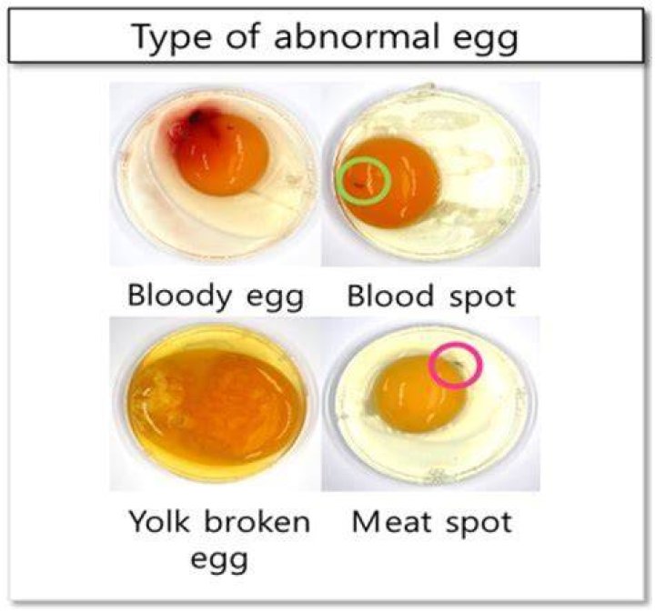 Why would an egg yolk turn black?