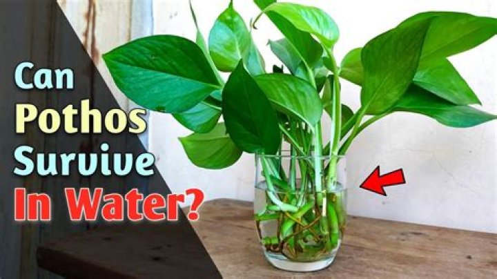 Will pothos grow new leaves in water?